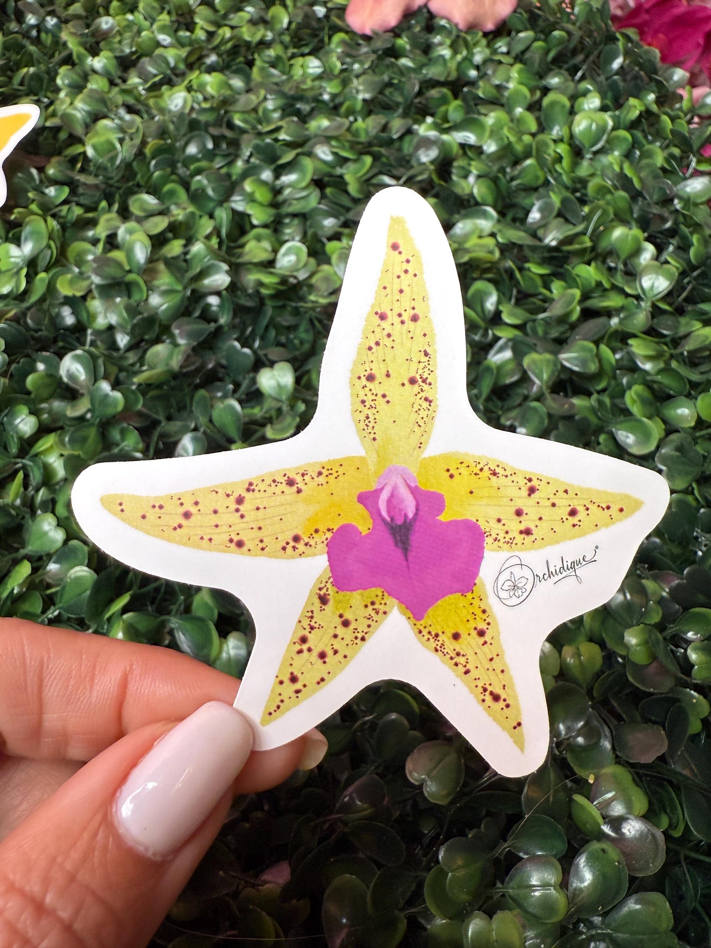 Orchid Sticker • Brassocattleya • Bc Florida Stars • Floral Sticker • Waterproof • Laptop Decal • Plant Lover Gift