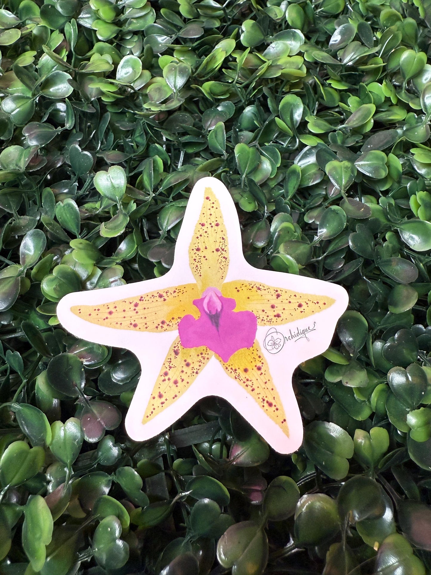 Orchid Sticker • Brassocattleya • Bc Florida Stars • Floral Sticker • Waterproof • Laptop Decal • Plant Lover Gift
