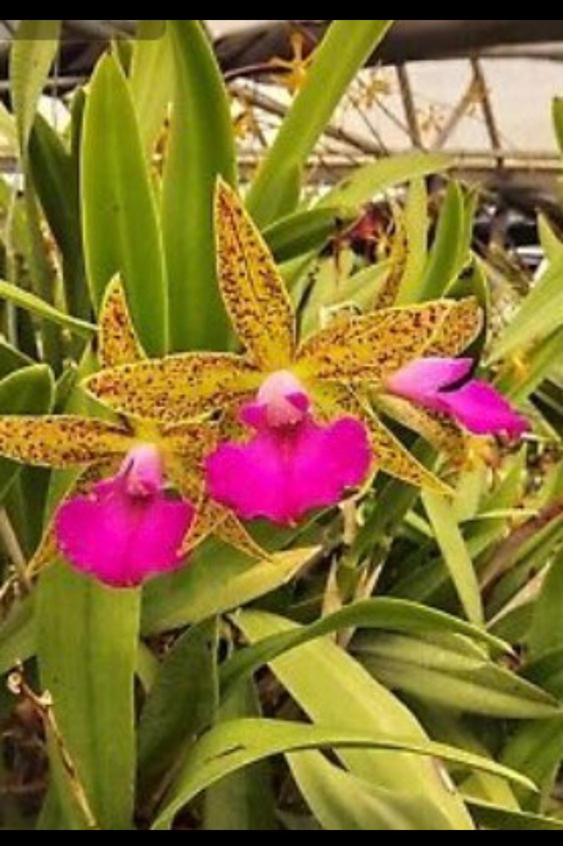 Orchid Sticker • Brassocattleya • Bc Florida Stars • Floral Sticker • Waterproof • Laptop Decal • Plant Lover Gift