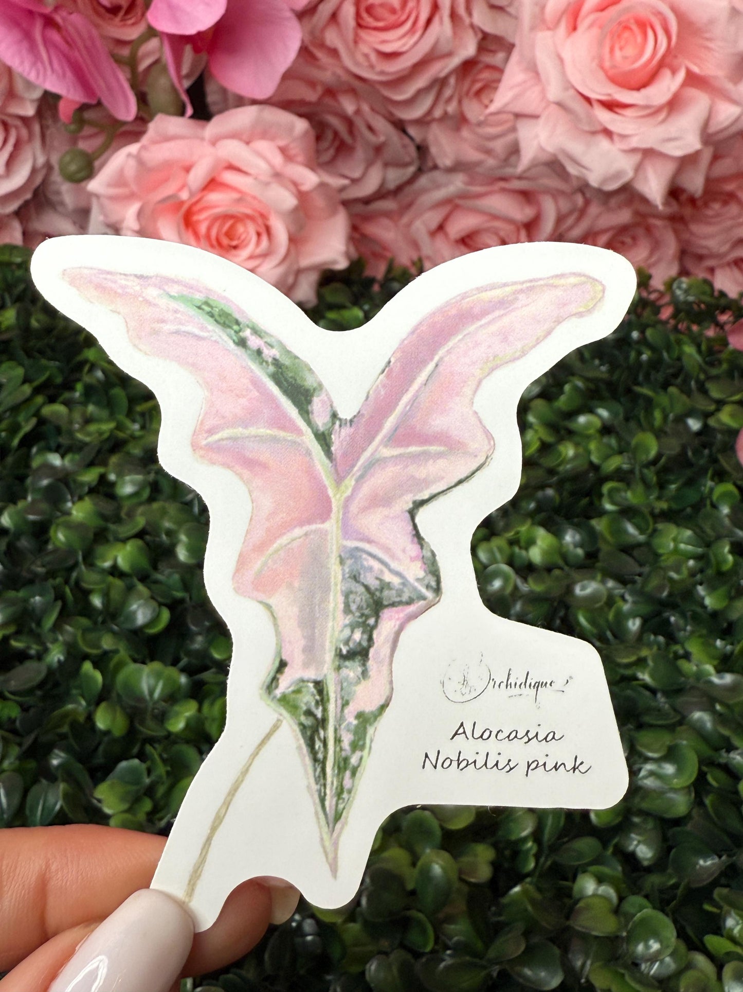 Alocasia Nobilis Pink Sticker • Botanical Sticker • Alocasia Sticker • Waterproof • Laptop Decal • Plant Lover Gift
