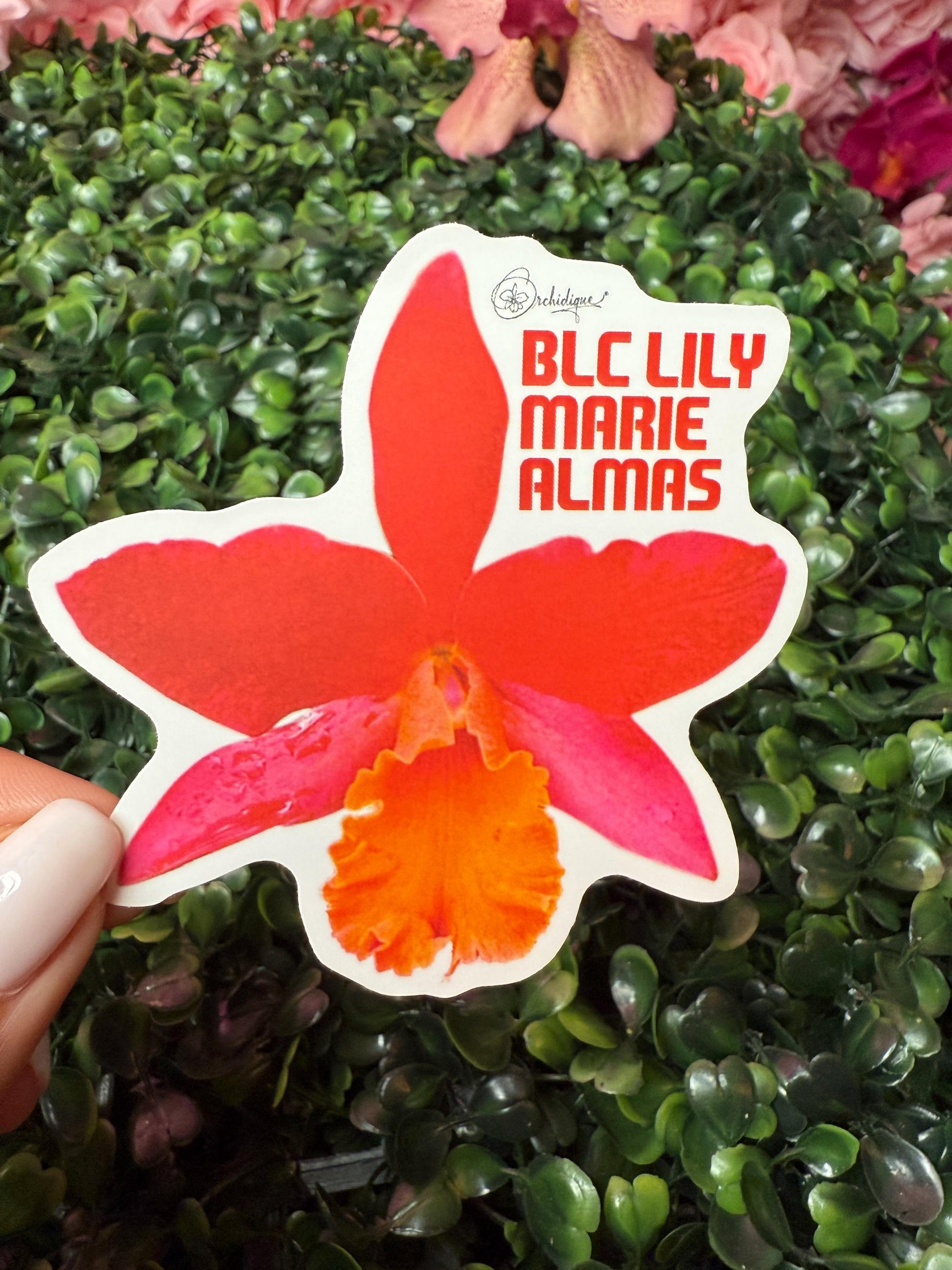 Orchid Sticker • Brassolaeliacattleya • Blc Lily Marie Almas • Floral Sticker Waterproof • Laptop Decal • Plant Lover Gift