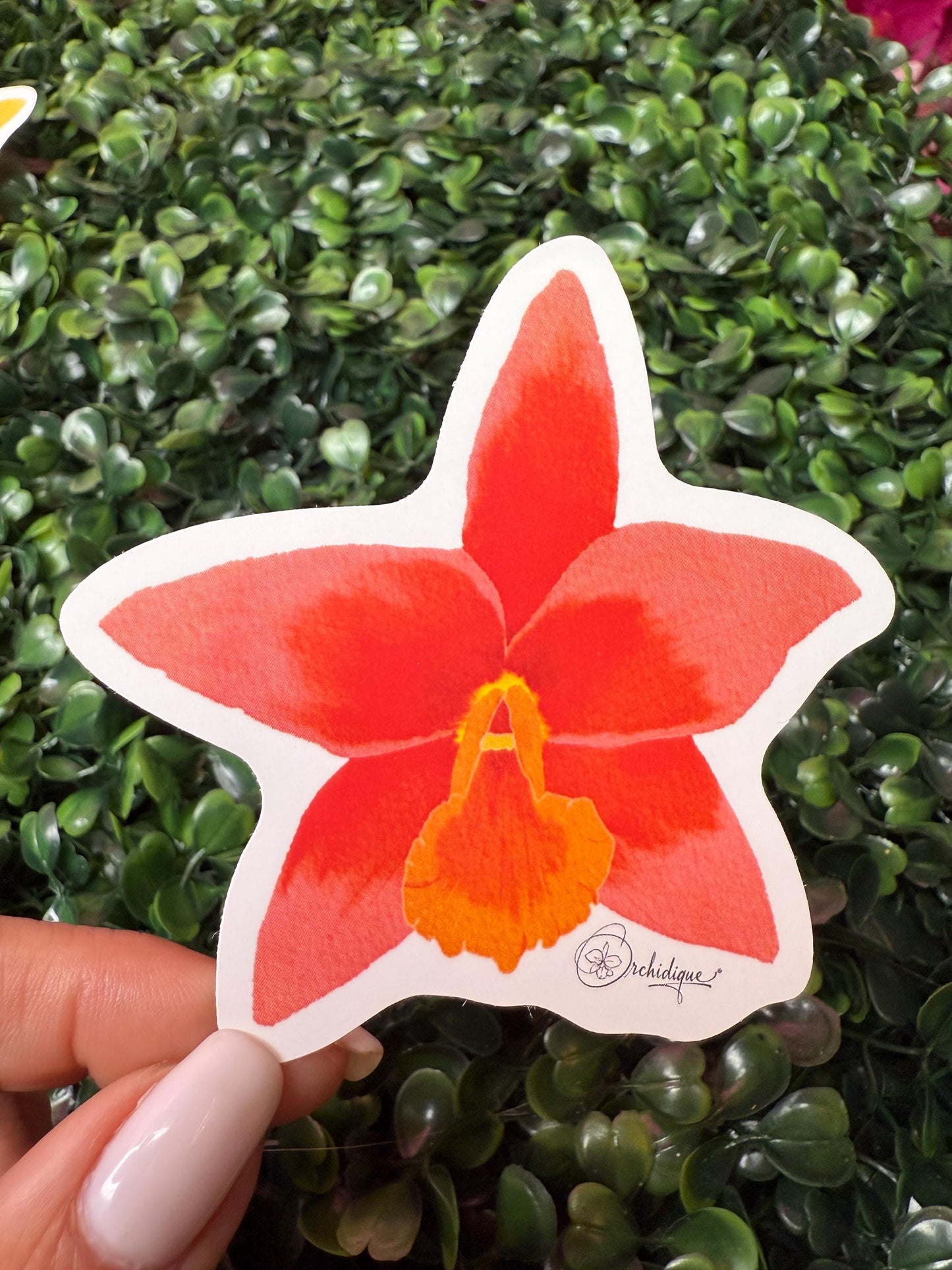 Orchid Sticker • Brassolaeliacattleya Lily Marie Almas • Floral Sticker • Waterproof • Laptop Decal • Plant Lover Gift