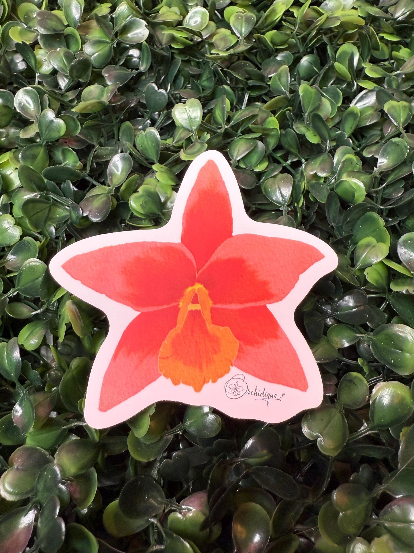 Orchid Sticker • Brassolaeliacattleya Lily Marie Almas • Floral Sticker • Waterproof • Laptop Decal • Plant Lover Gift