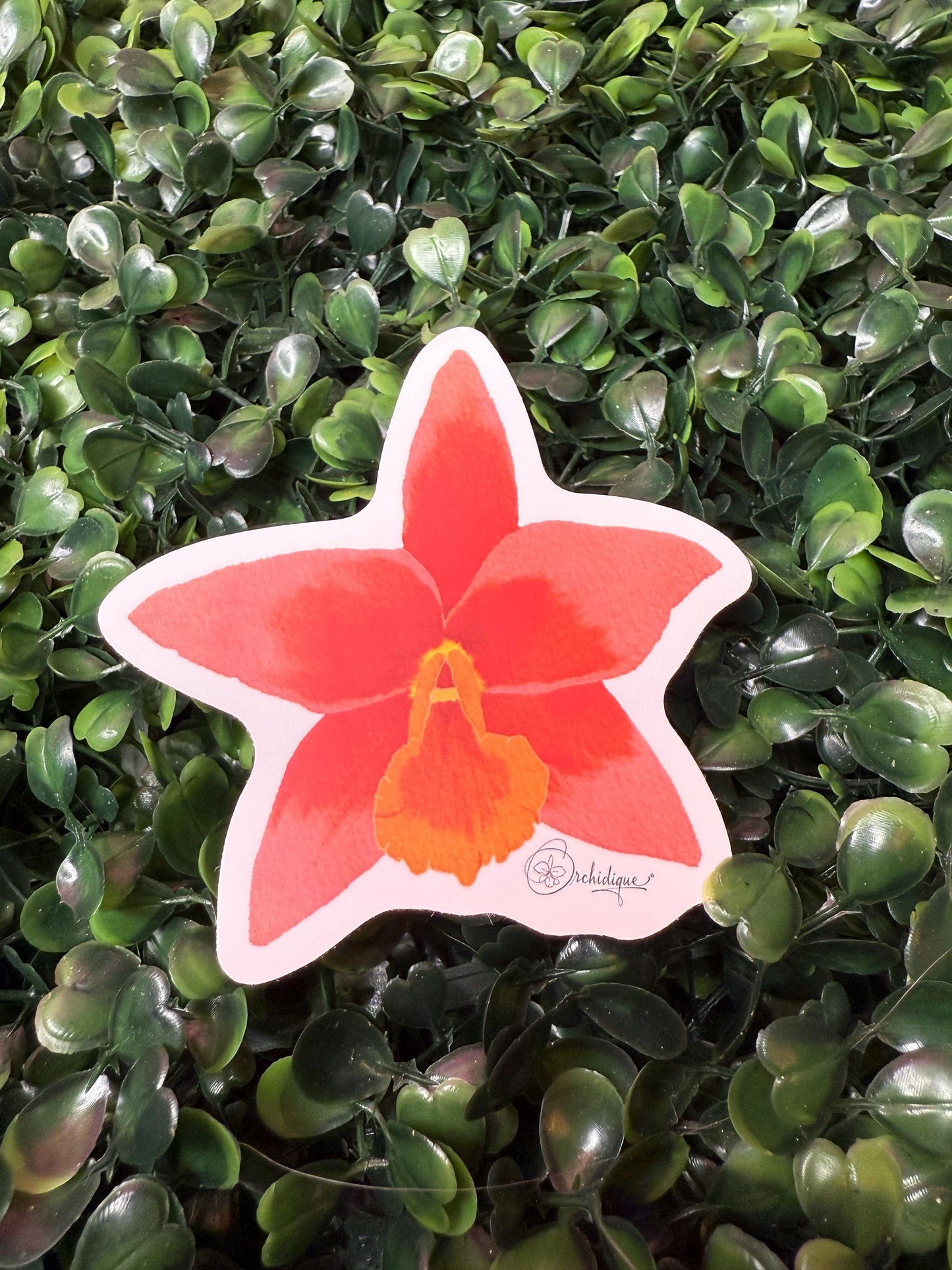 Orchid Sticker • Brassolaeliacattleya Lily Marie Almas • Floral Sticker • Waterproof • Laptop Decal • Plant Lover Gift