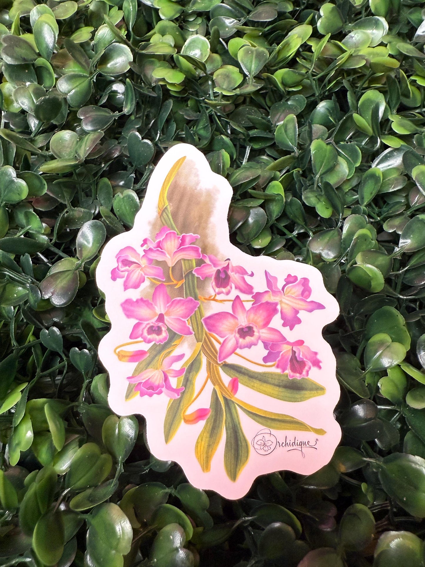 Orchid Sticker • Dendrobium Nobile • Floral Sticker Waterproof • Laptop Decal • Plant Lover Gift
