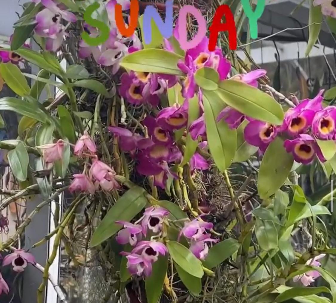 Orchid Sticker • Dendrobium Nobile • Floral Sticker Waterproof • Laptop Decal • Plant Lover Gift