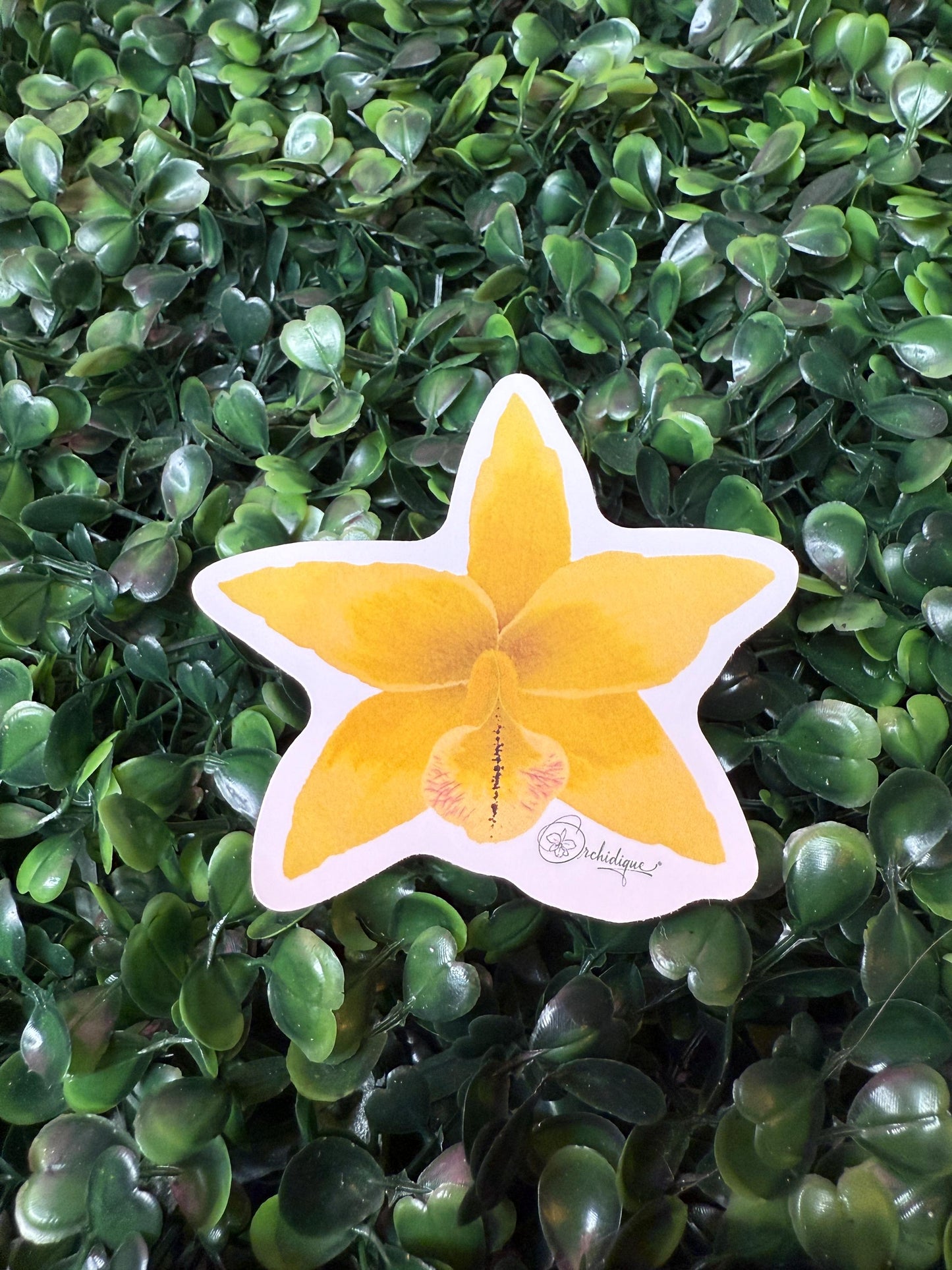 Orchid Sticker • Cattleya • Floral Sticker • Waterproof • Laptop Decal • Plant Lover Gift