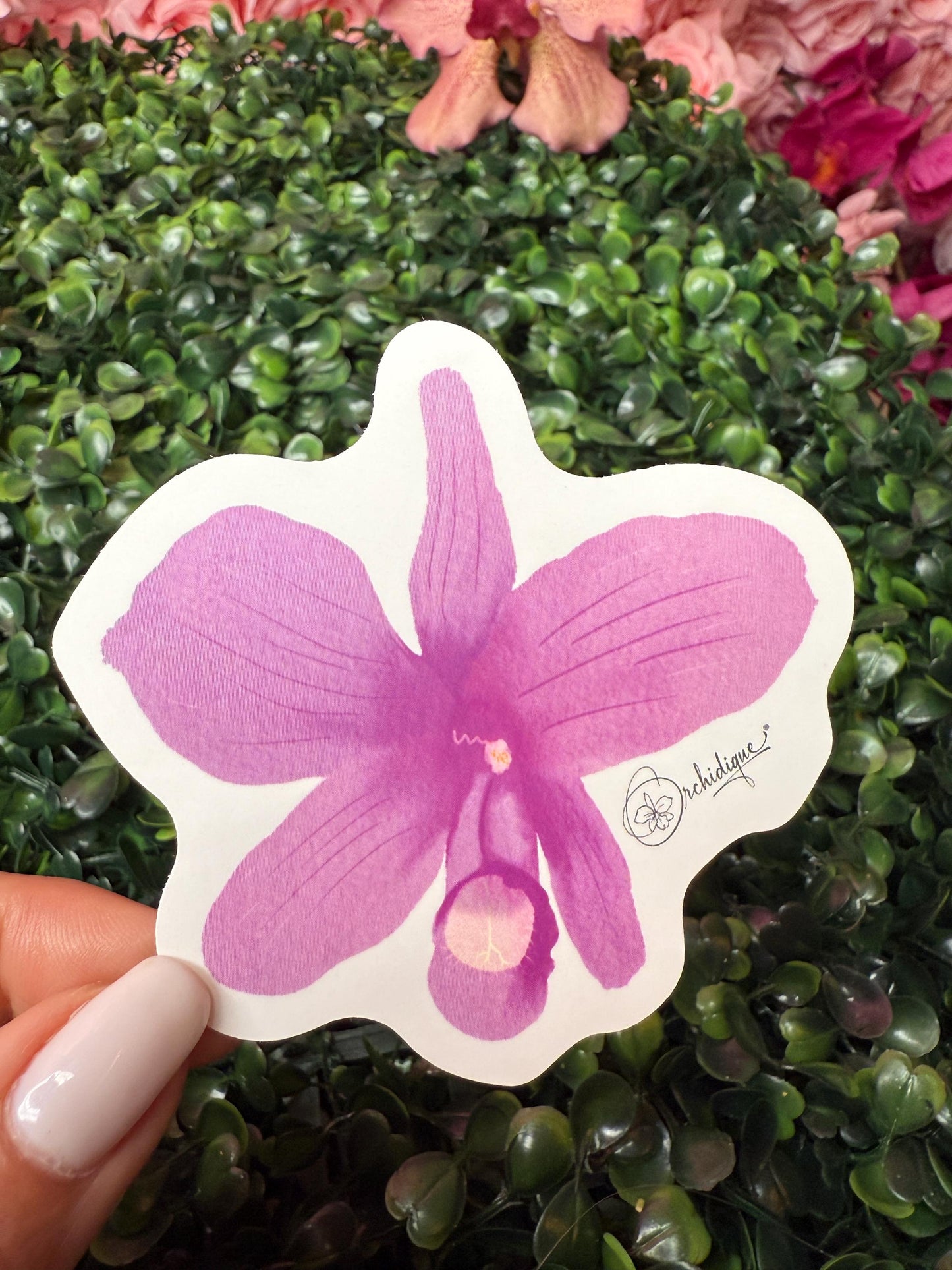 Orchid Sticker • Cattleya • Cattleya Skinneri Pink • Floral Sticker Waterproof • Laptop Decal • Plant Lover Gift