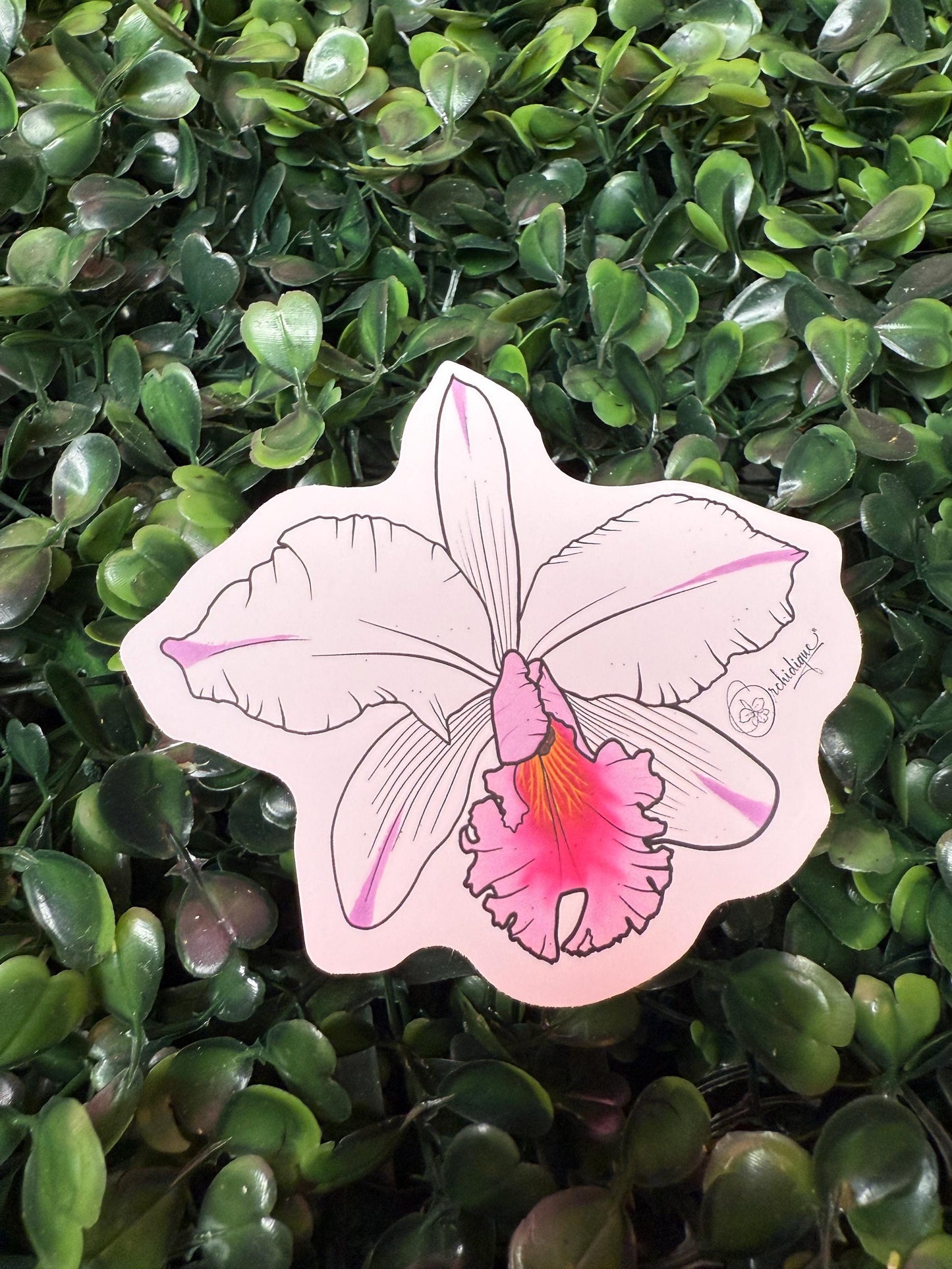 Orchid Sticker • Cattleya •Catt. Sheila Comptons • Floral Sticker • Waterproof • Laptop Decal • Plant Lover Gift