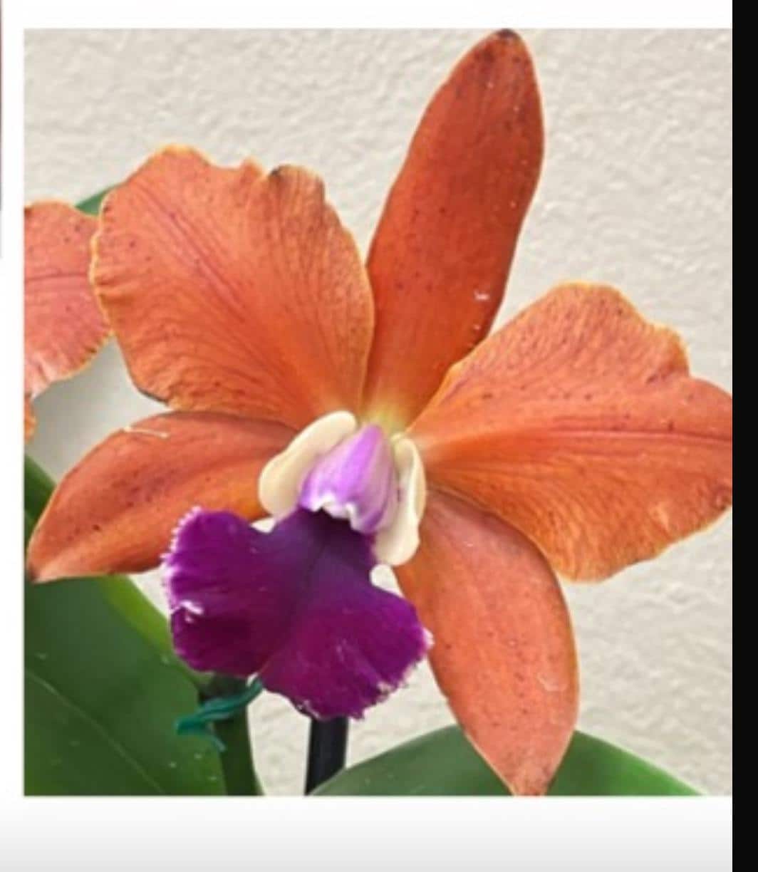 Cattleya Orange Spotted inspired Orchid Jewelry Set β’ 14k Gold Orchid Choker Necklace, Earrings, Ring β’ La Colombiana Inspired Collection