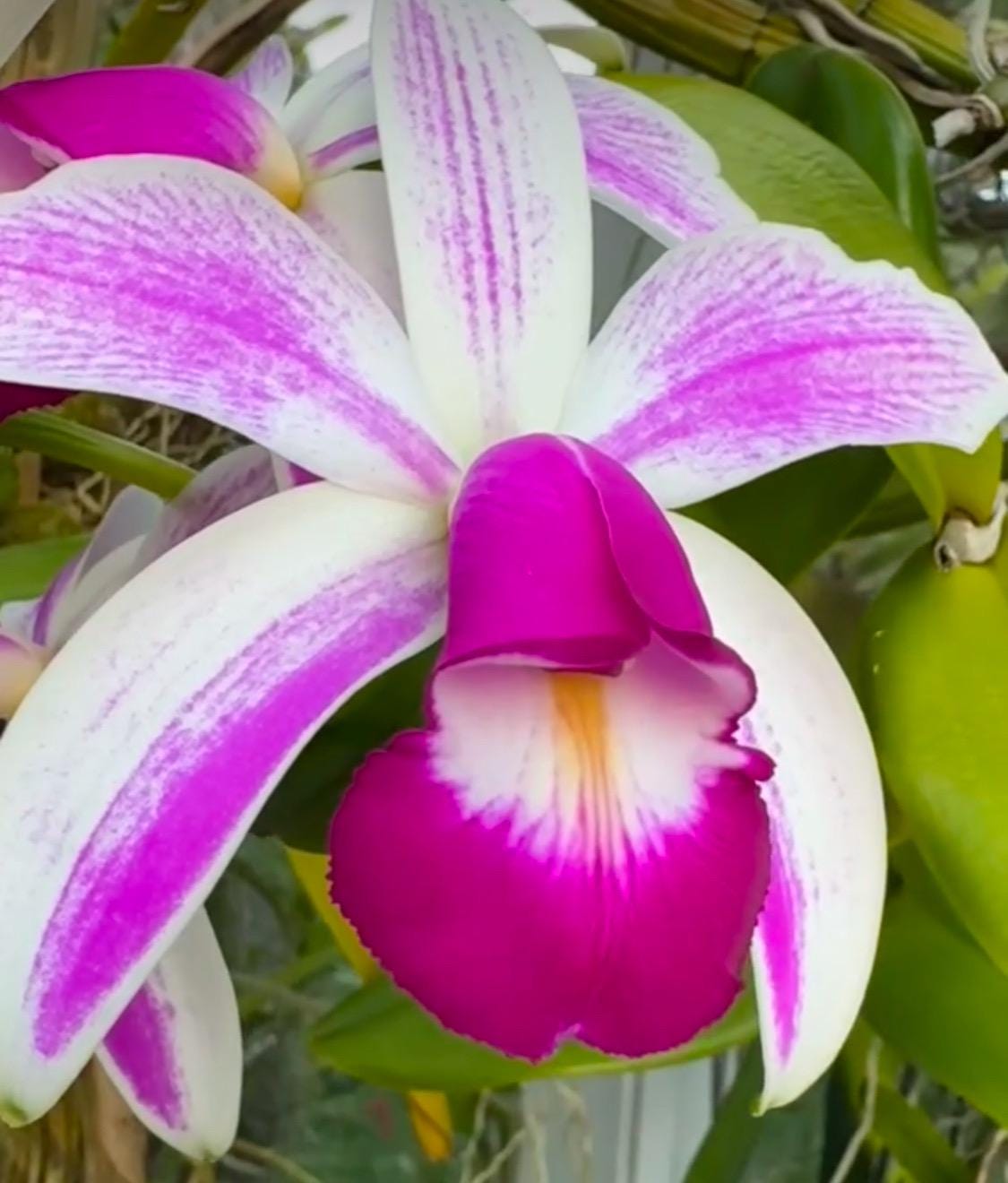 Orchid Lover Pin- Cattleya Violecea Orchid Flower Enamel Pin • Floral Pin Collector Item • Orchid Charm • Pins and Badges