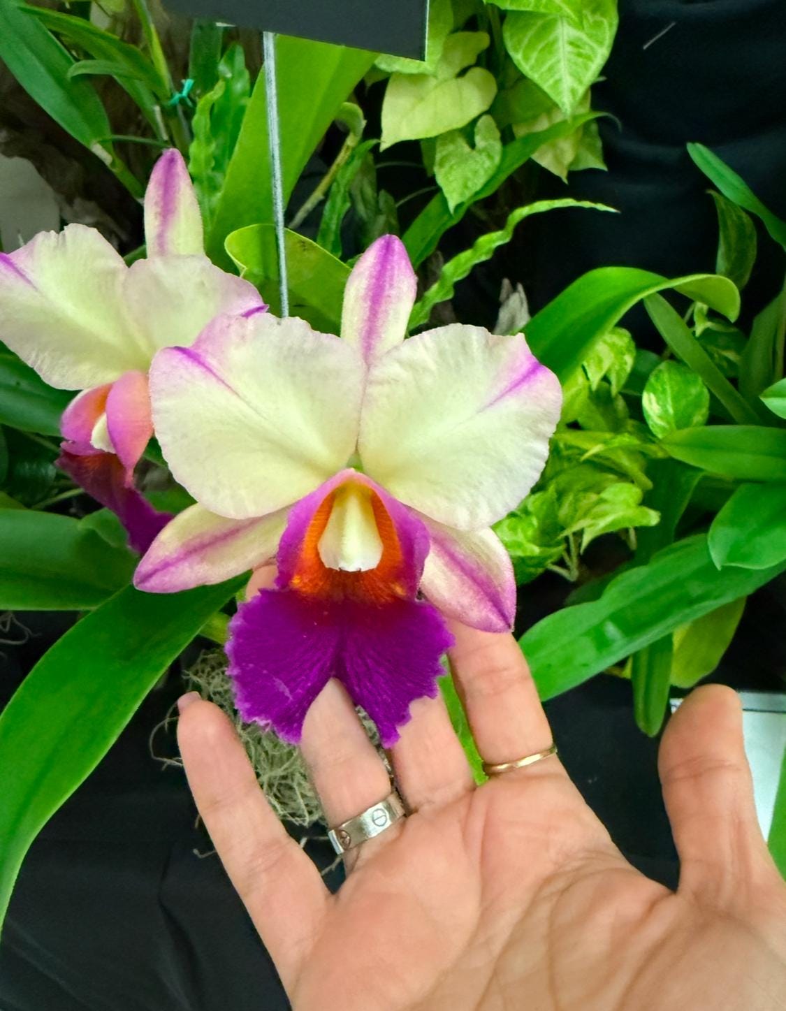 Plant Enamel Pin- Cattleya Rainbow Orchid Flower Enamel Pin • Floral Pin Collector Item • Orchid Charm • Pins and Badges