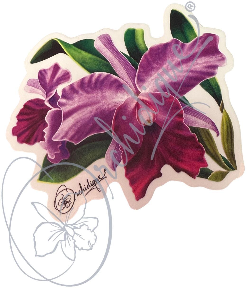 Orchid Brassolaeliocattleya BLC Sticker • Orchid Lover Gift