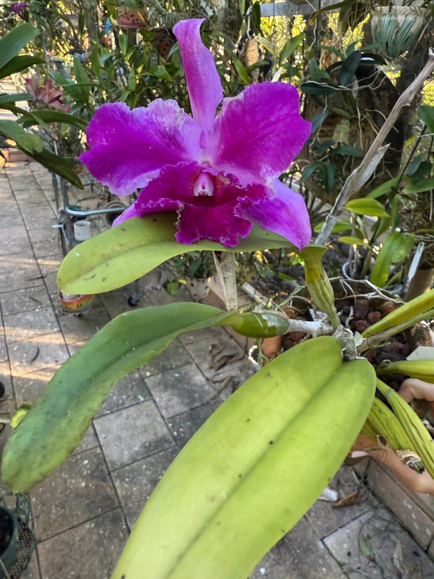 Orchid Flower Cattleya Sticker • Orchid Lover Gift