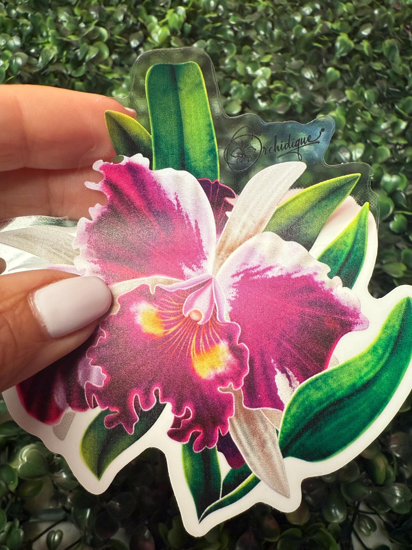 Orchid Flower Cattleya Sticker • Orchid Lover Gift