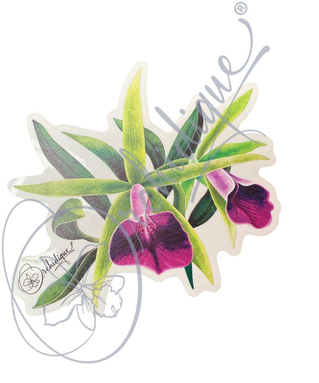 Orchid Brassavola Sticker • Orchid Lover Gift