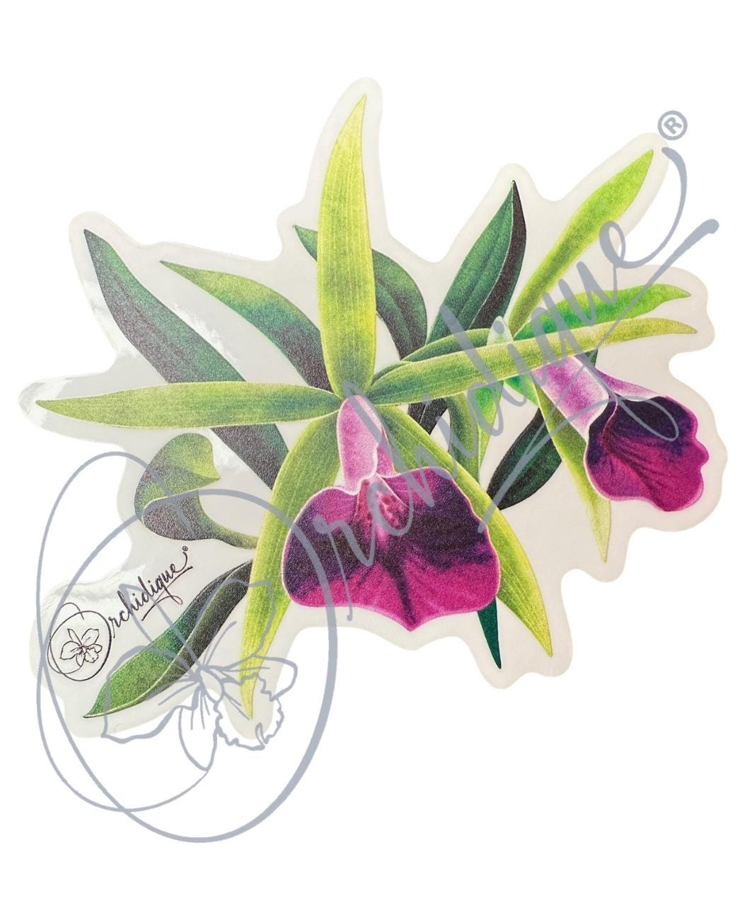 Orchid Brassavola Sticker • Orchid Lover Gift