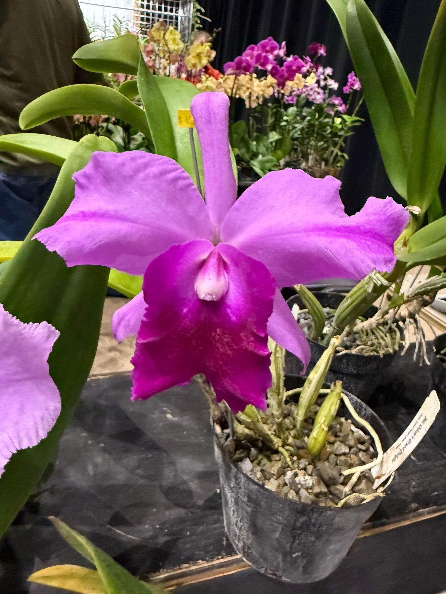 Orchid Brassolaeliocattleya BLC Sticker • Orchid Lover Gift