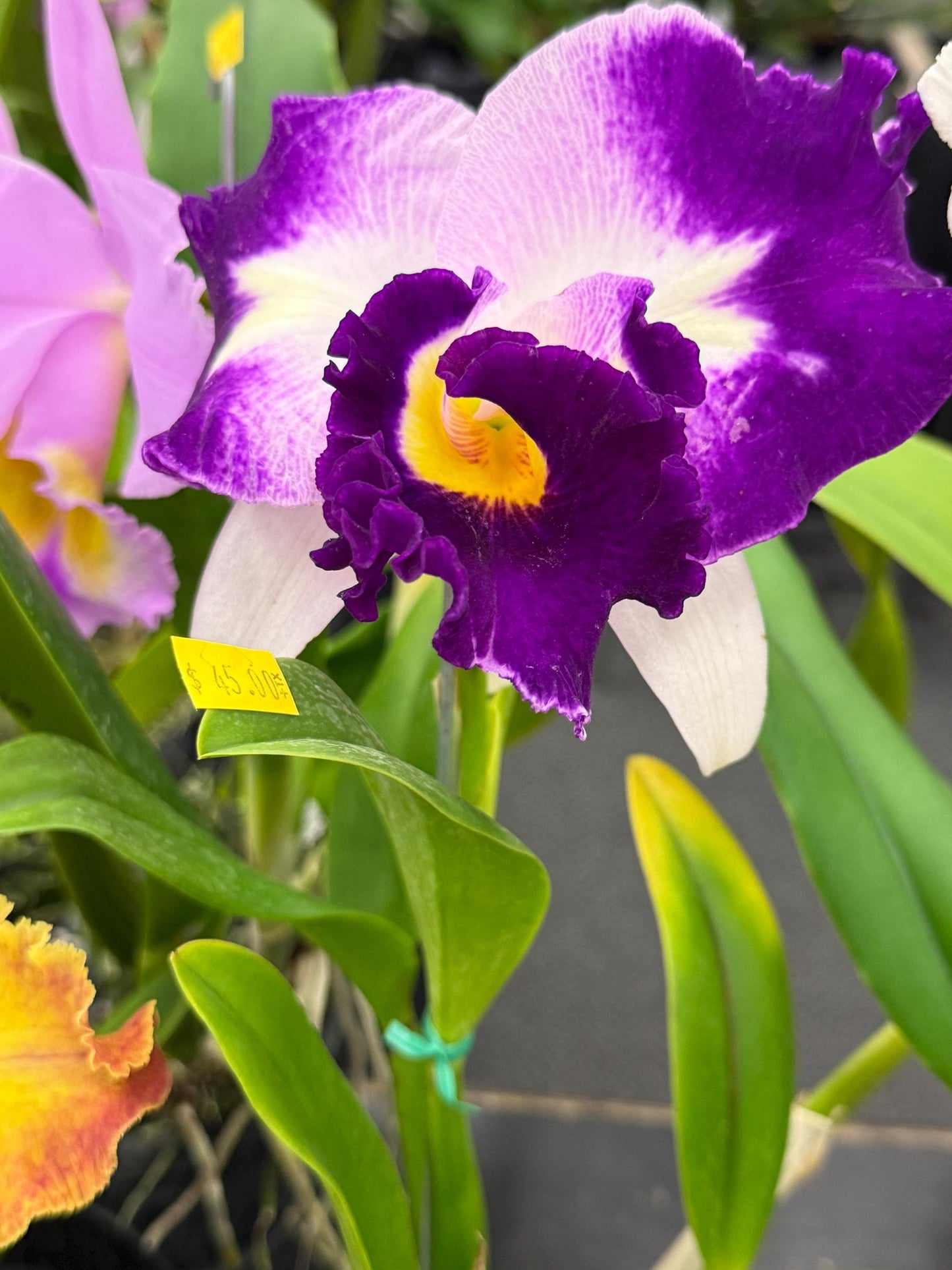 Orchid Flower Cattleya Sticker • Orchid Lover Gift
