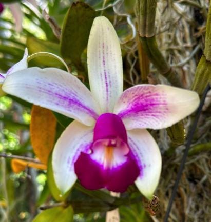Orchid Jewelry Violecea Rubrea -inspired Pendant or Earrings