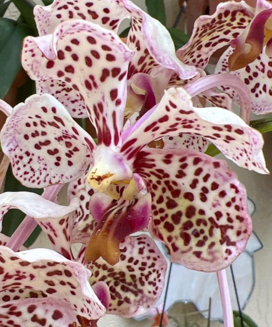 Vanda Tricolor Sticker • Orchid Sticker