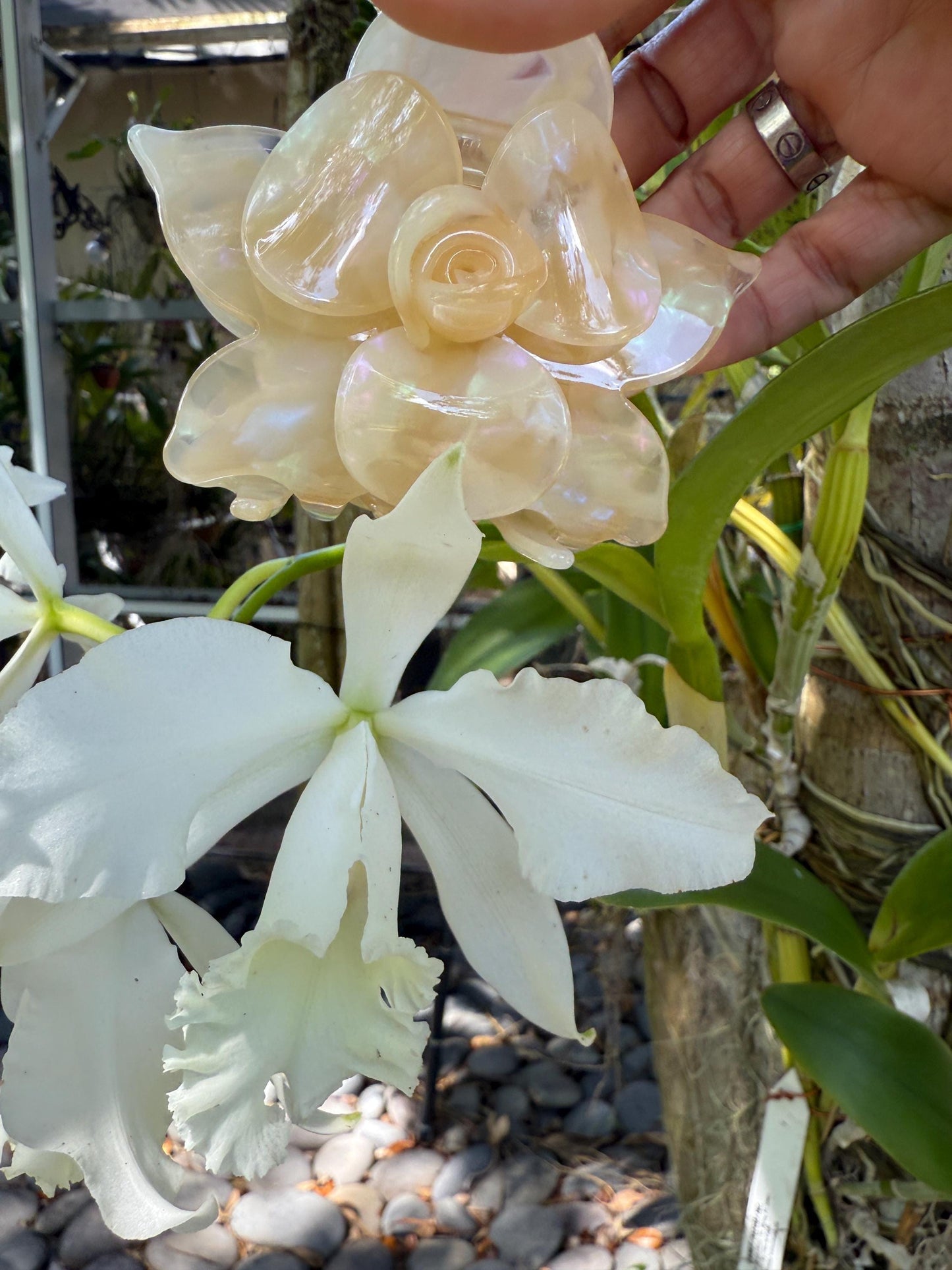 Orchid Hair Claw • Nude Orchid Hair Claw Clip • Wedding Hair Piece • Tropical Orchid Acetate Claw Clip