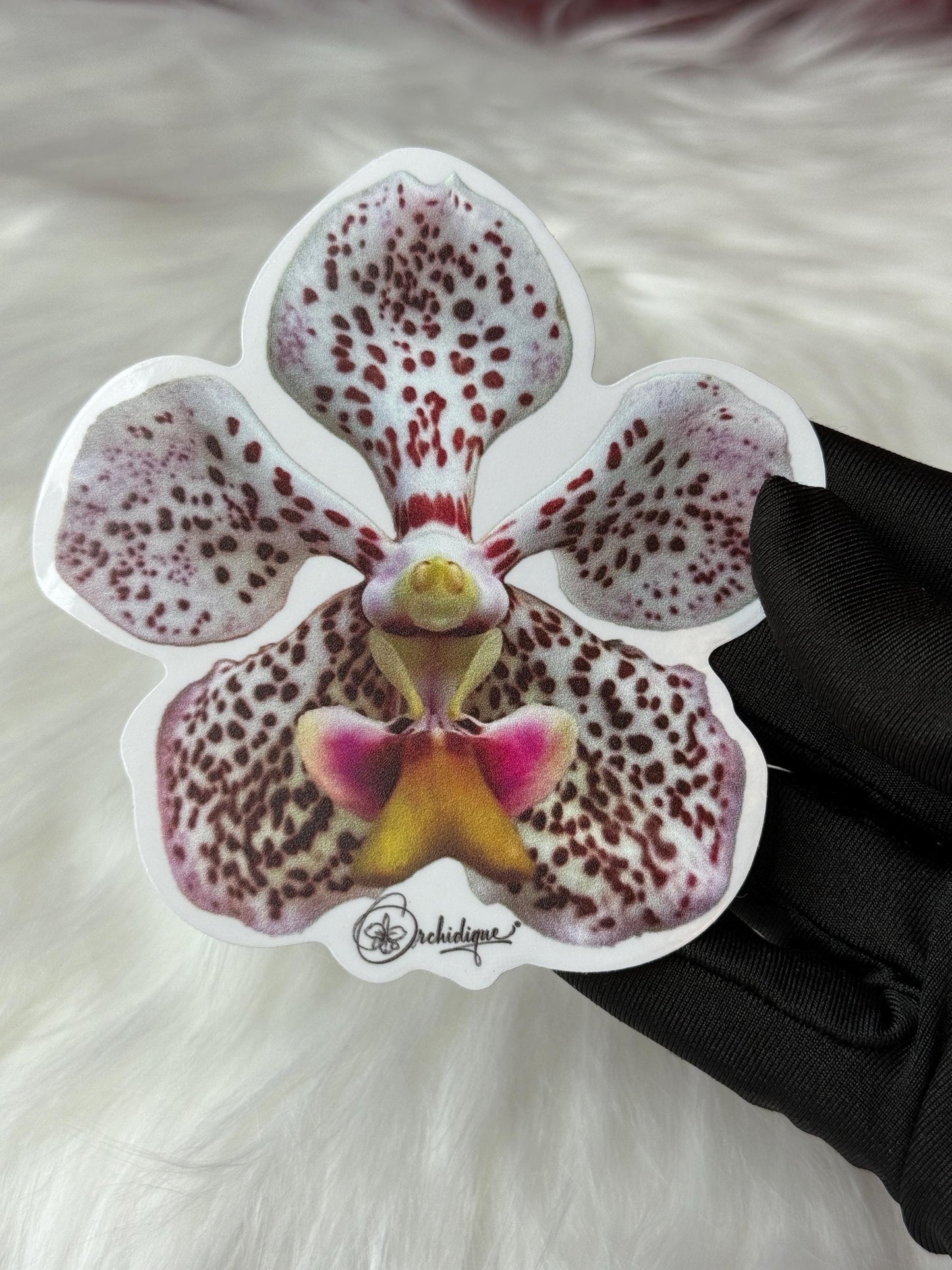 Vanda Tricolor Sticker • Orchid Sticker