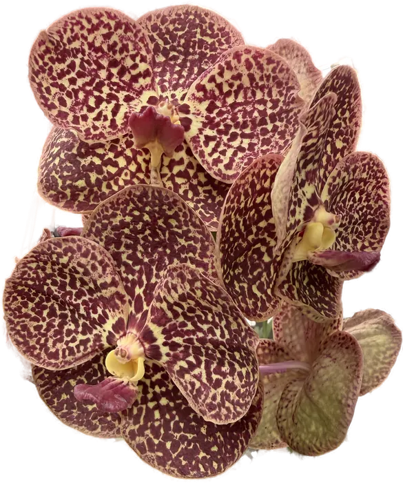 Burgundy Vanda from the greenhouse