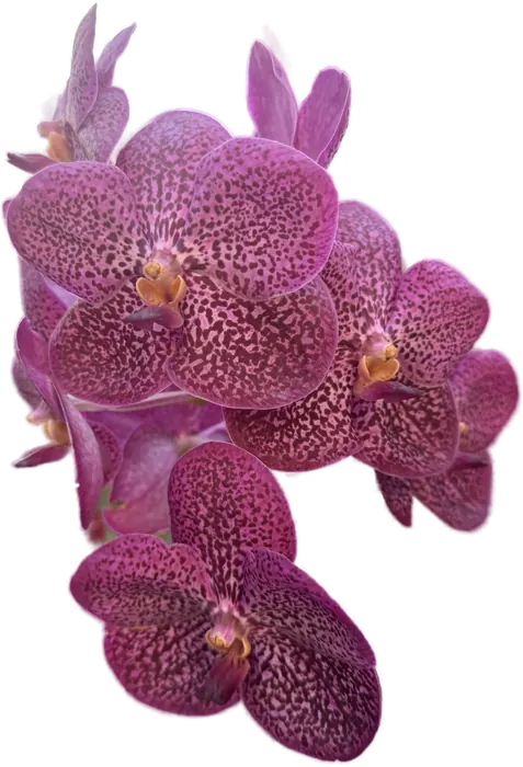 Magenta Vanda spray