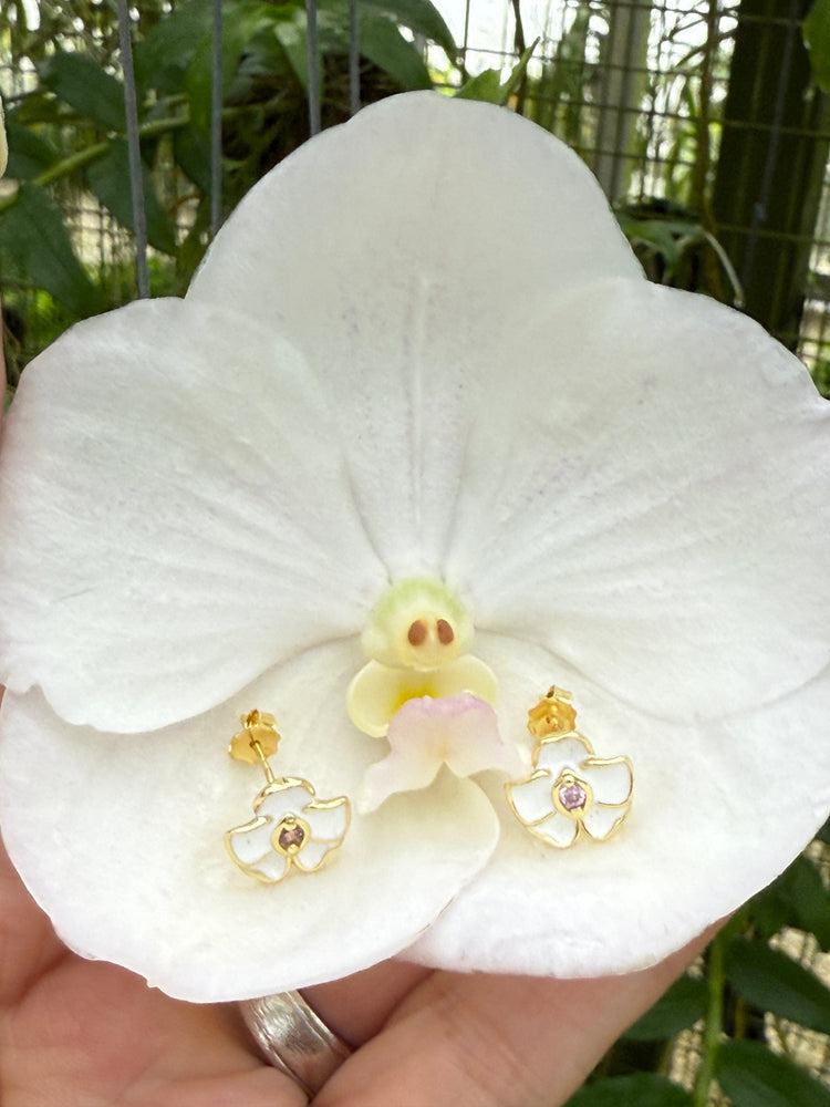 The Vanda Collection