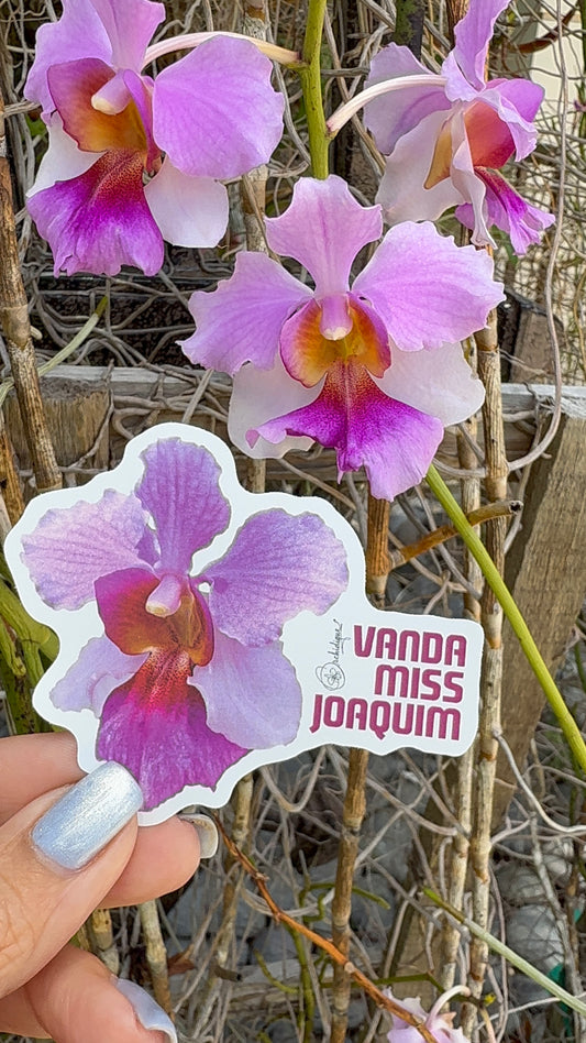 Miss Joaquim Sticker