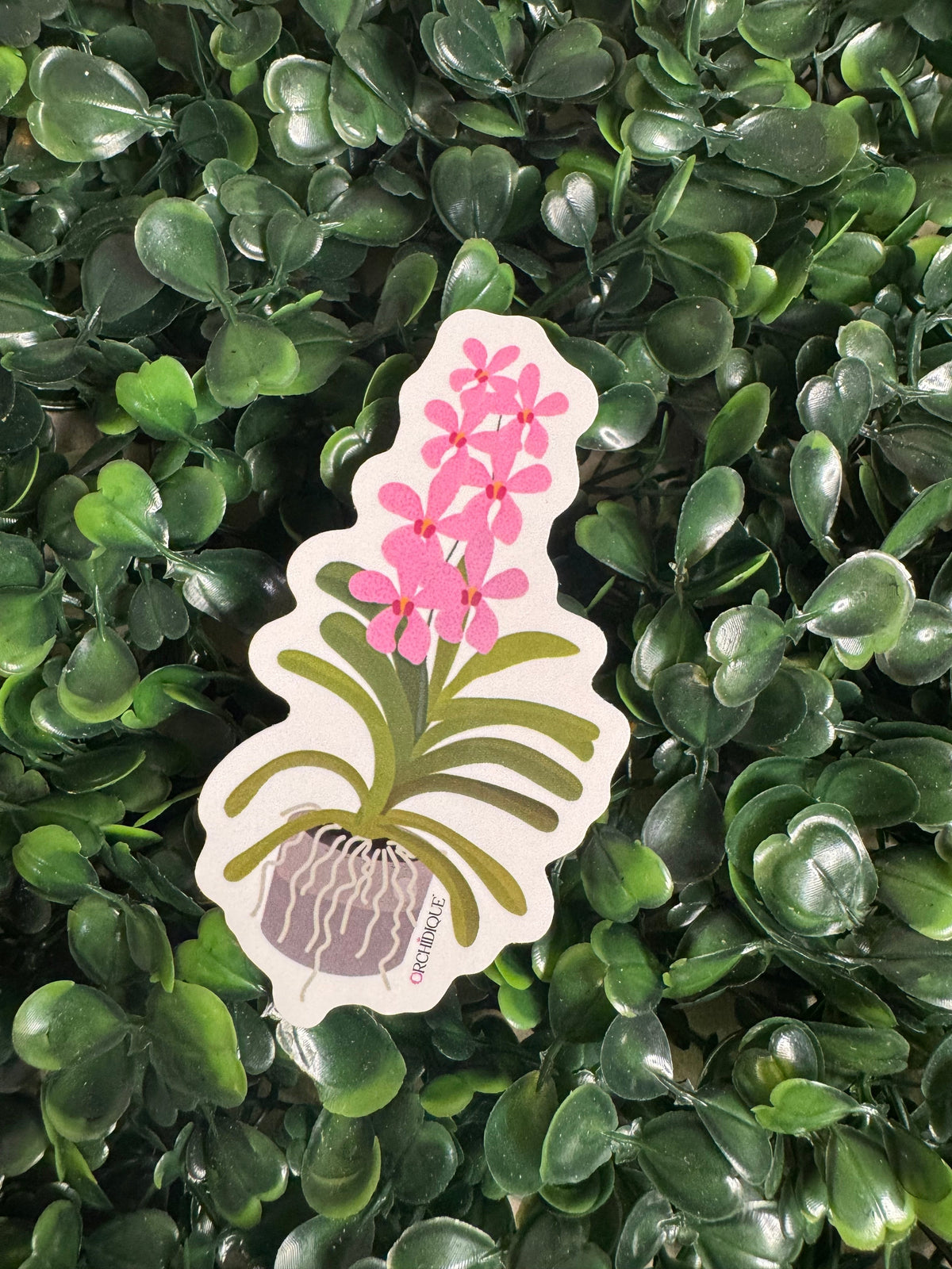 Mokara Vanda Orchid sticker, pink, included in the 10-pack