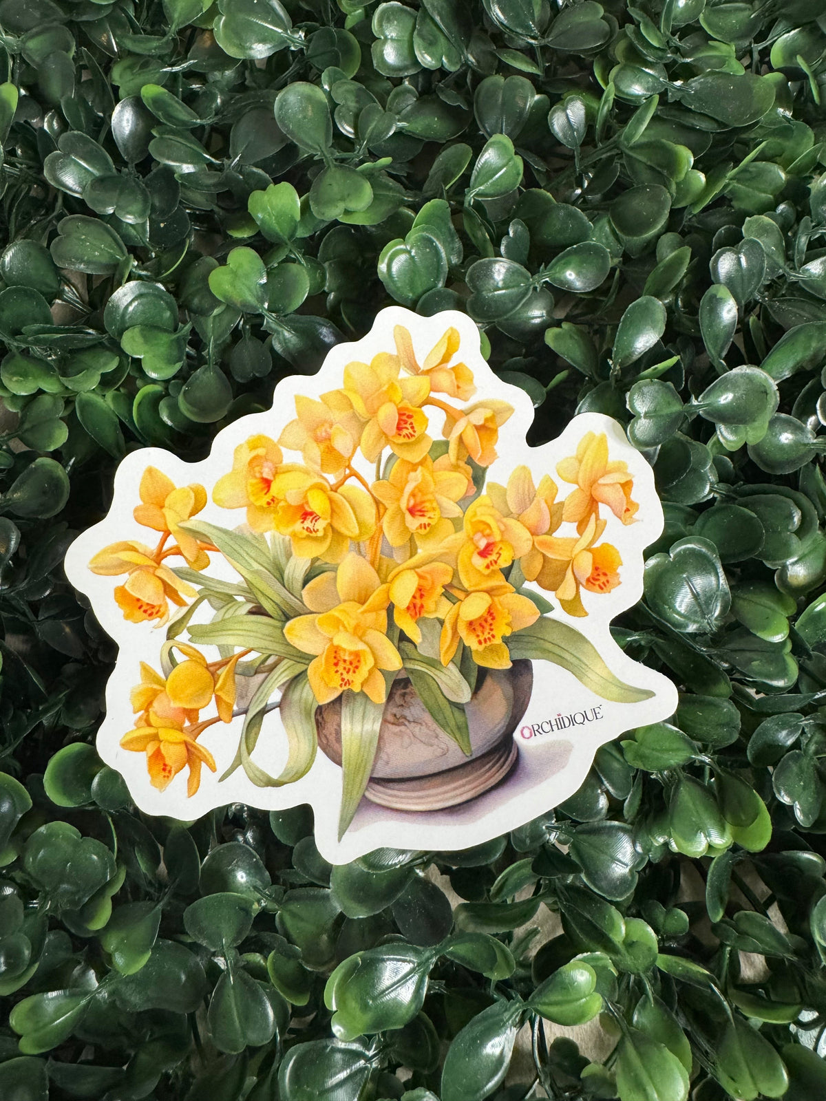 Yellow Cymbidium Orchid sticker, included in the 10-pack