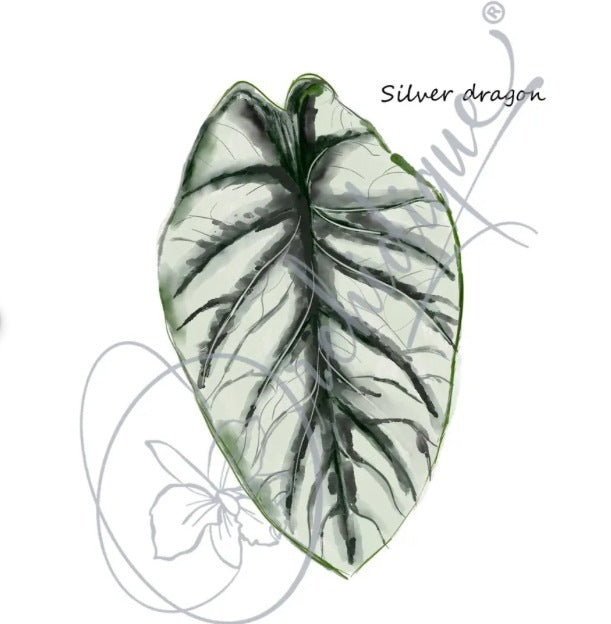 Alocasia Silver Dragon Plant sticker, included in the 10-pack
