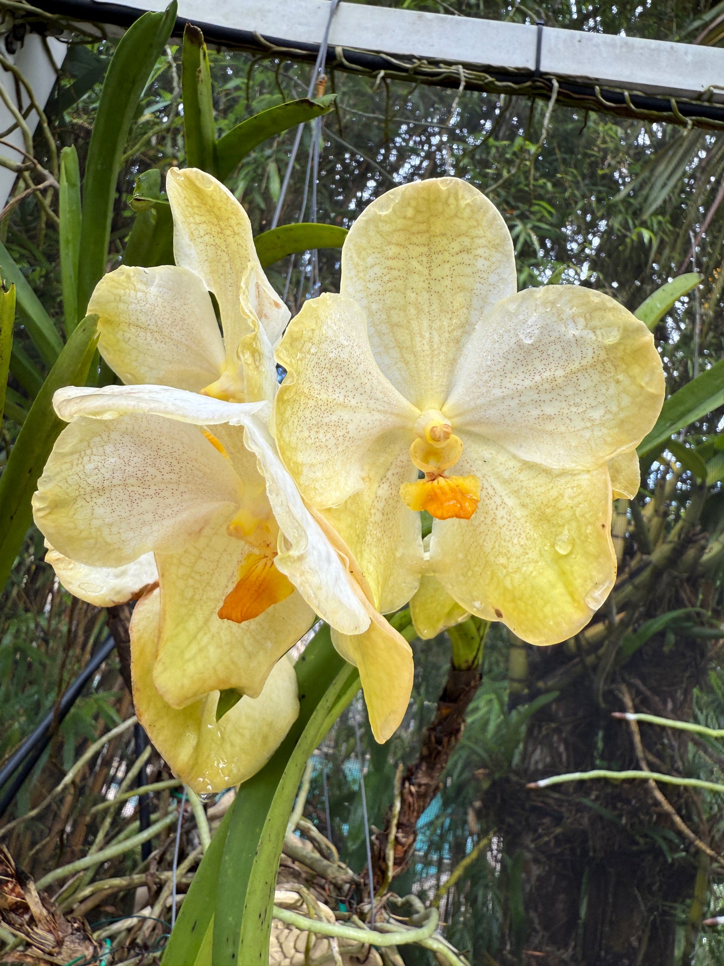 Vanda Marly Sticker