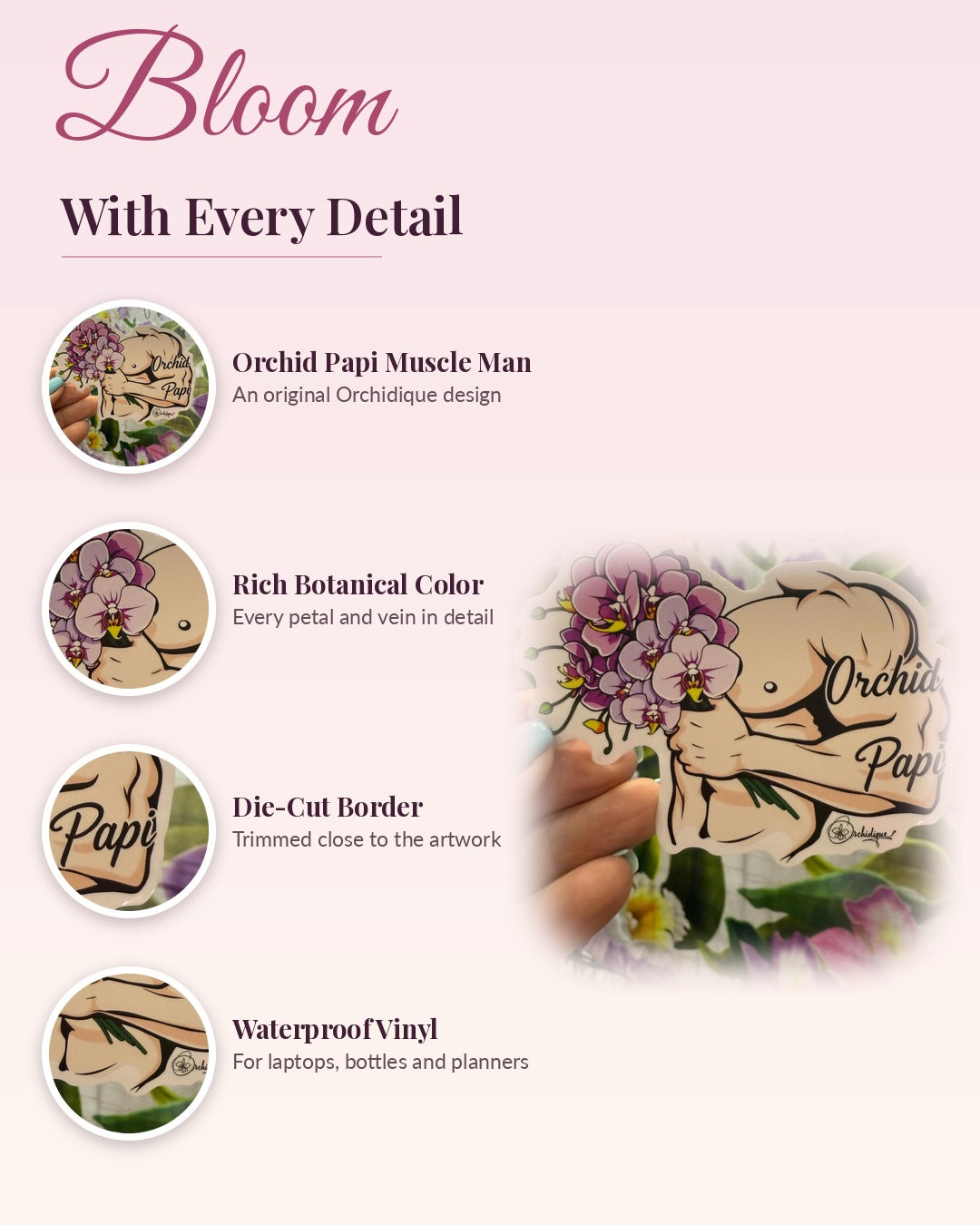 Orchid Papi Muscle Man sticker, waterproof vinyl decal, detail callouts