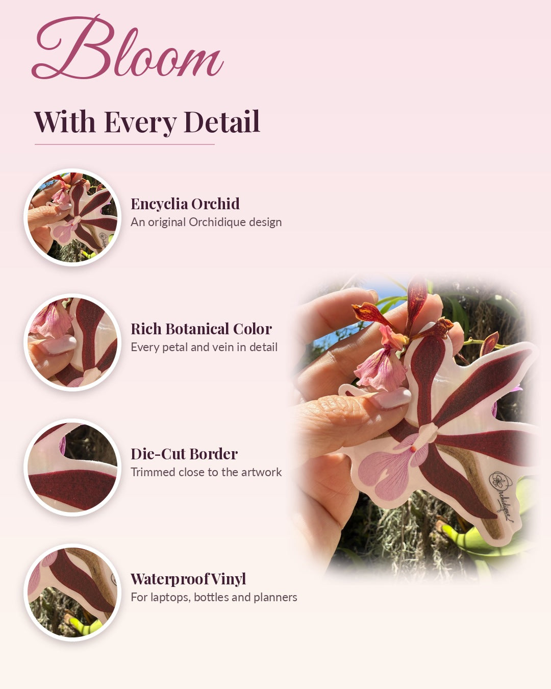 Encyclia Orchid sticker, waterproof vinyl decal, detail callouts