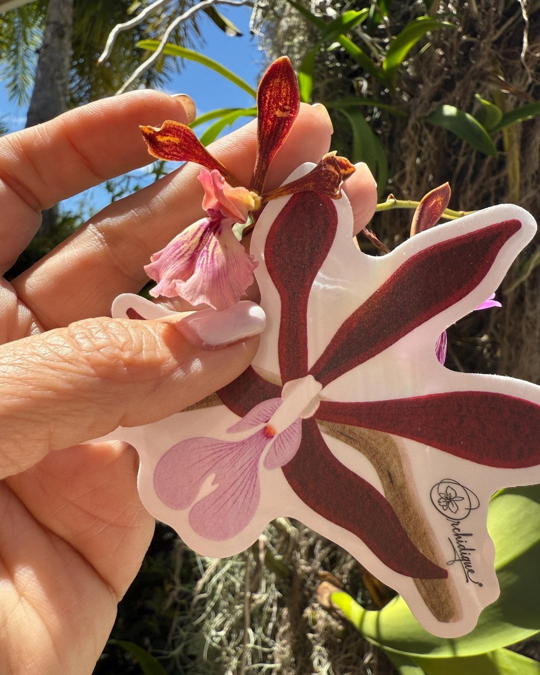 Encyclia Orchid sticker, waterproof vinyl decal, staged photo