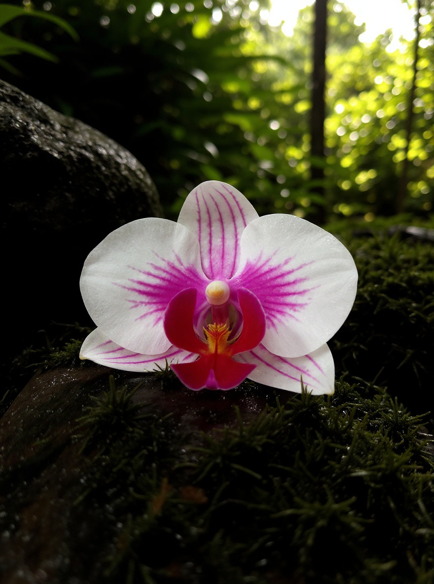 Handmade Orchid Hair Clip • Phalaenopsis White Splash