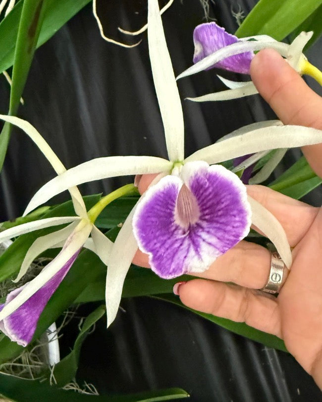 Brassocattleya spotted Jewelry : Orchid Necklace or Earrings - Orchidique