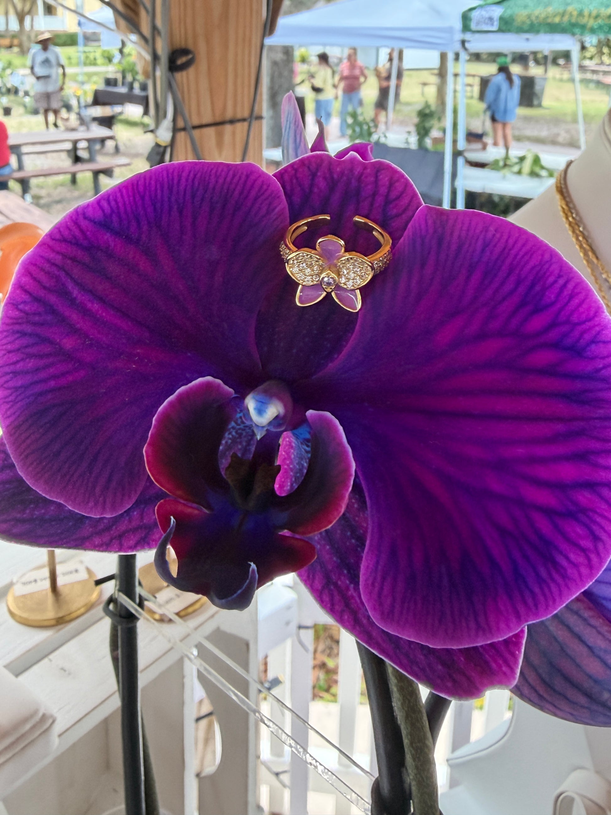 Whispers Glow Collection: Purple Phalaenopsis Orchid Set - Orchidique