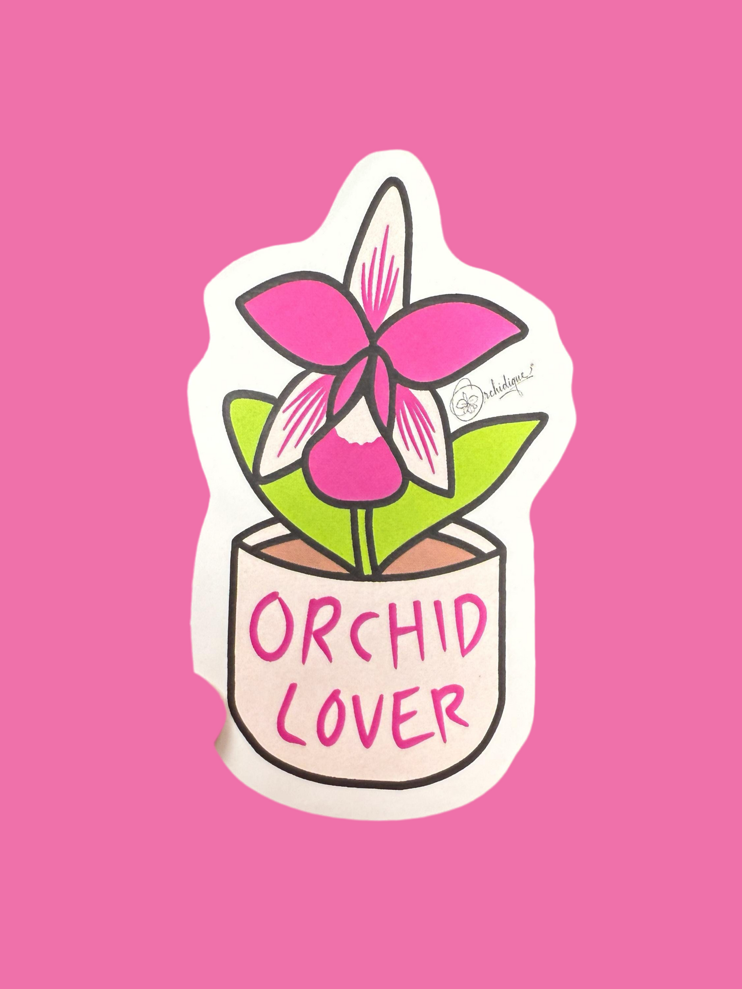 Orchid Mama Lover Pack • Dendrobium thyrsiflorum  • Dendrophylax lindenii • Purple&  Pink Vandas • Cattleya Violecea  • Orchid Lover Gift