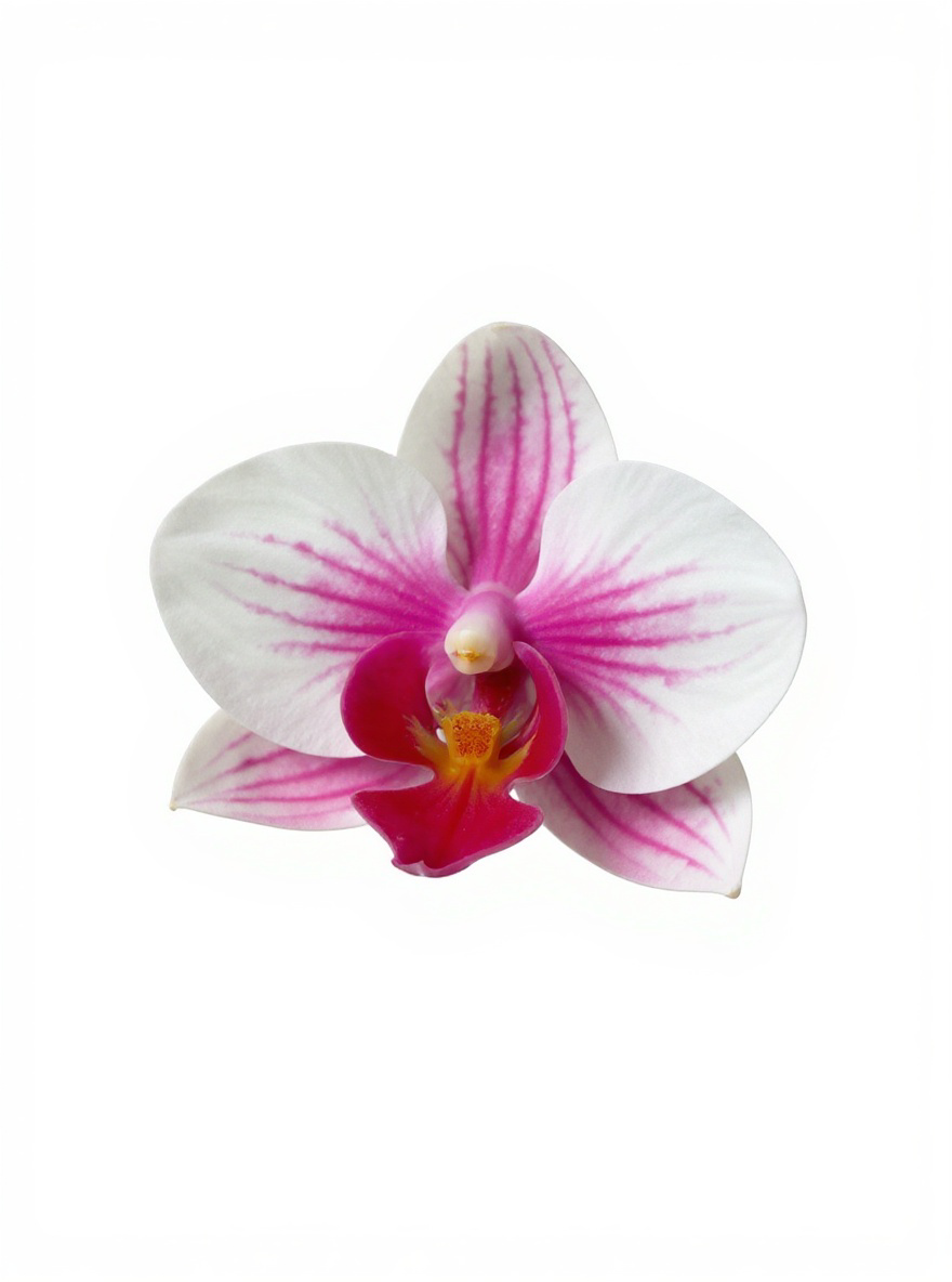 Handmade Orchid Hair Clip • Phalaenopsis White Splash