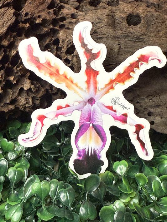 Myrmecophila Exaltata Orchid- Inspired - Waterproof Vinyl Decal Sticker