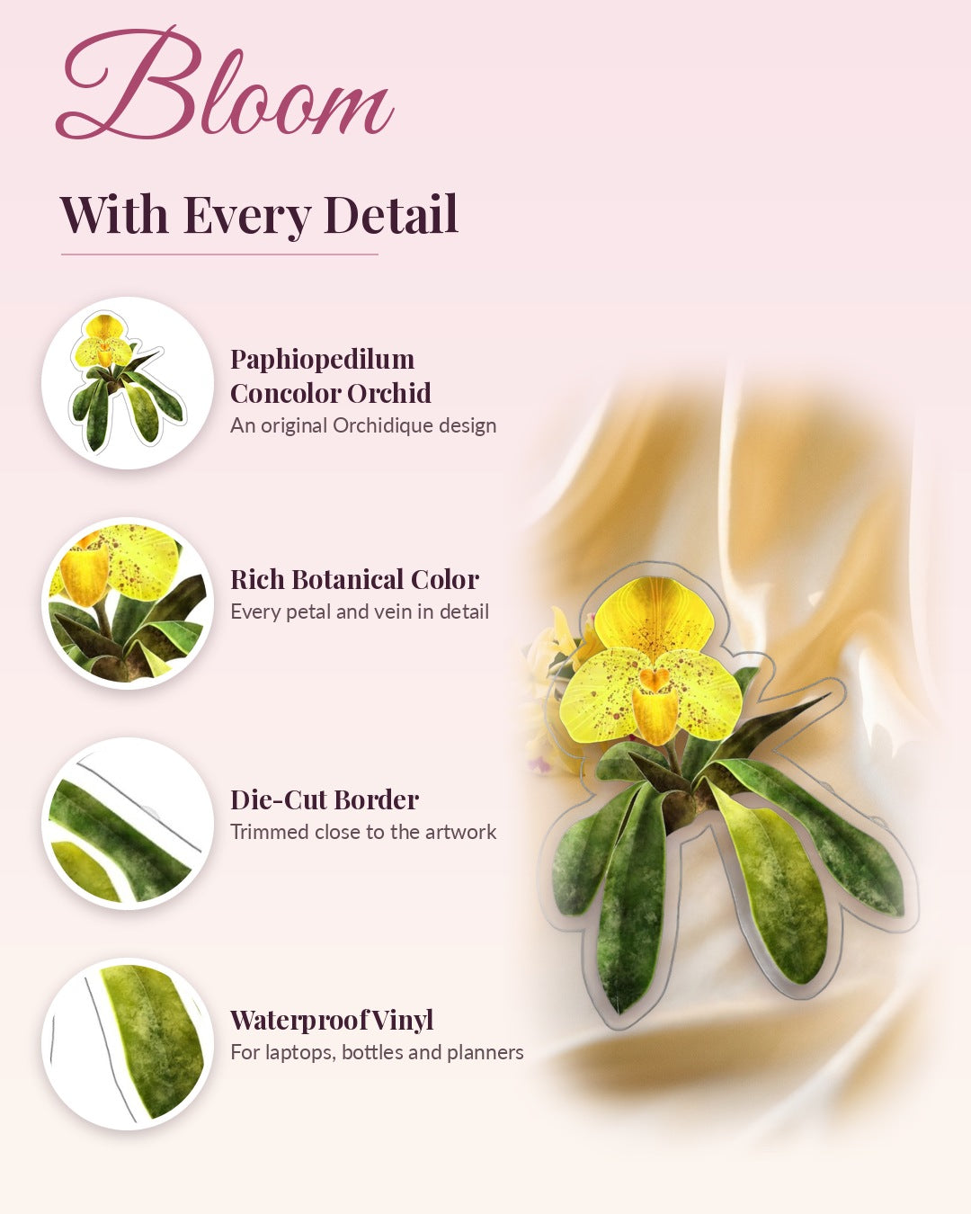 Paphiopedilum Concolor Orchid sticker, waterproof vinyl decal, detail callouts