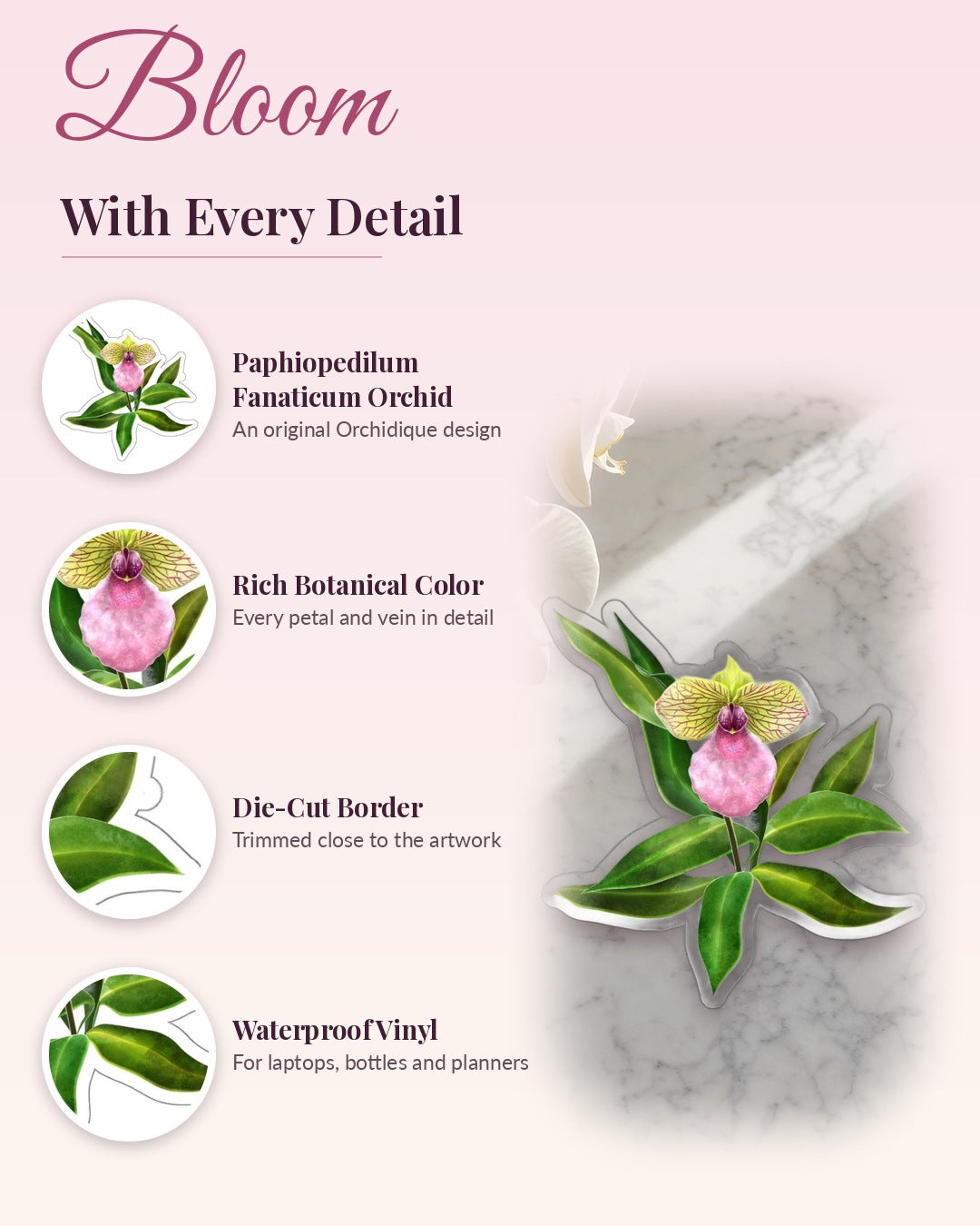 Paphiopedilum Fanaticum Orchid sticker, waterproof vinyl decal, detail callouts