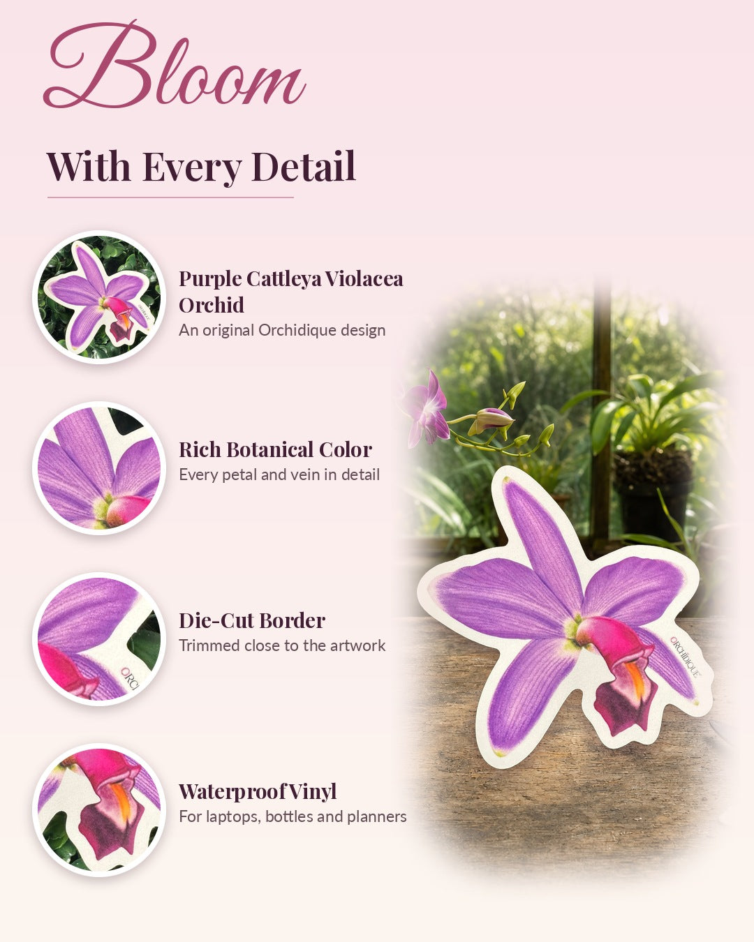 Purple Cattleya Violacea Orchid sticker, waterproof vinyl decal, detail callouts