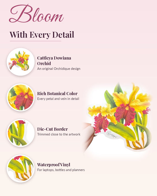 Cattleya Dowiana Orchid sticker, waterproof vinyl decal, detail callouts