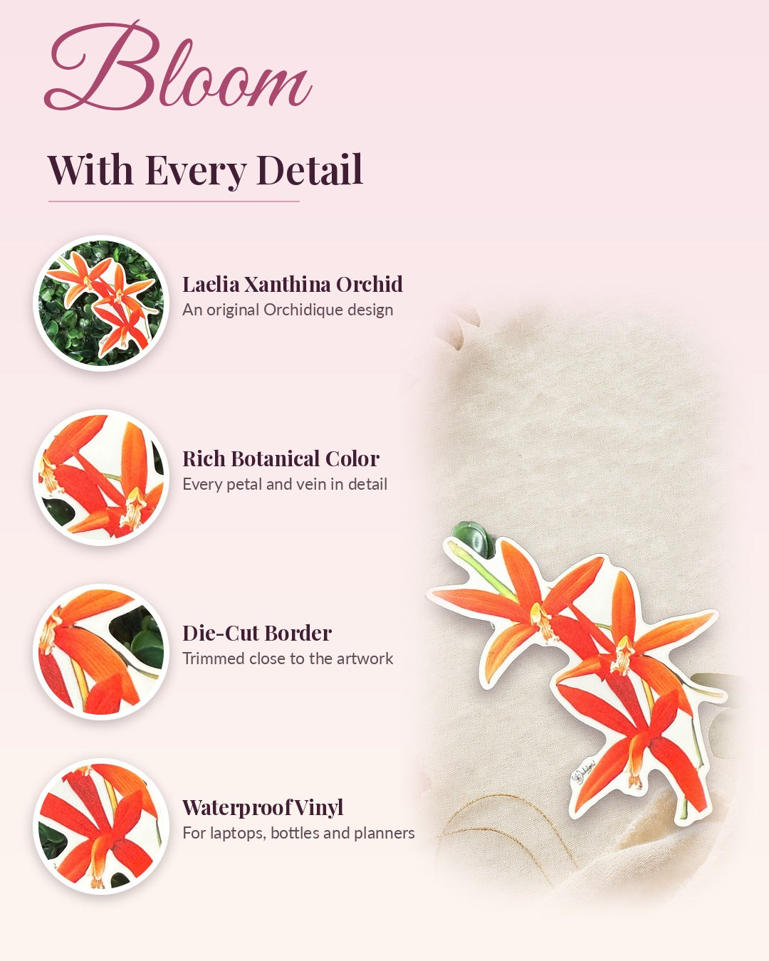 Laelia Xanthina Orchid sticker, waterproof vinyl decal, detail callouts