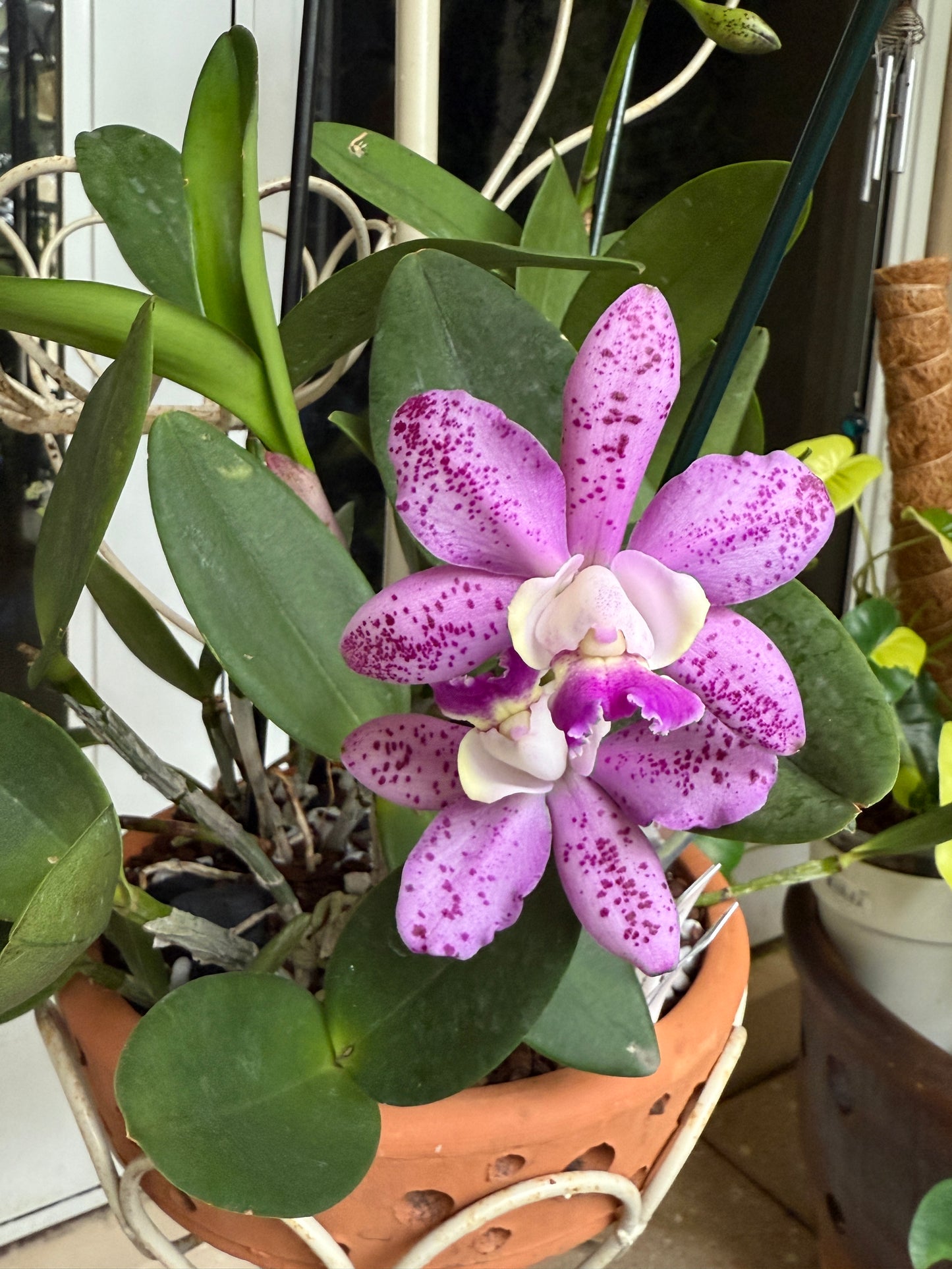 Cattleya Walkeriana Orchid Plant Enamel Pin